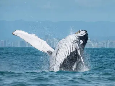 Baleia-jubarte saltando no mar, com a cidade ao fundo